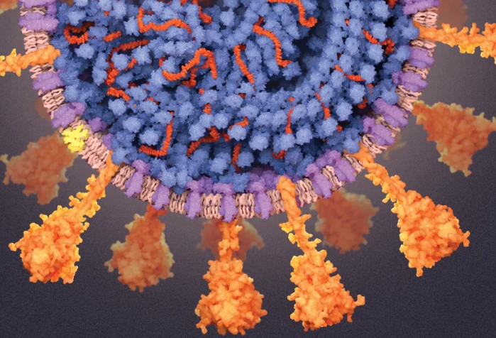 Victoria strain of influenza B (B/Alabama/2/17)